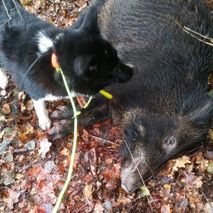 Spring gris för passkytt